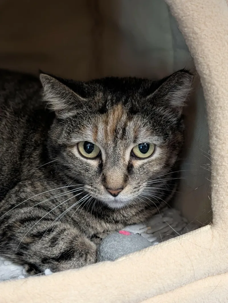 An adult medium-sized female Tabby (Tiger Striped) Domestic Short Hair cat named Queenie for adoption in Chambersburg, PA