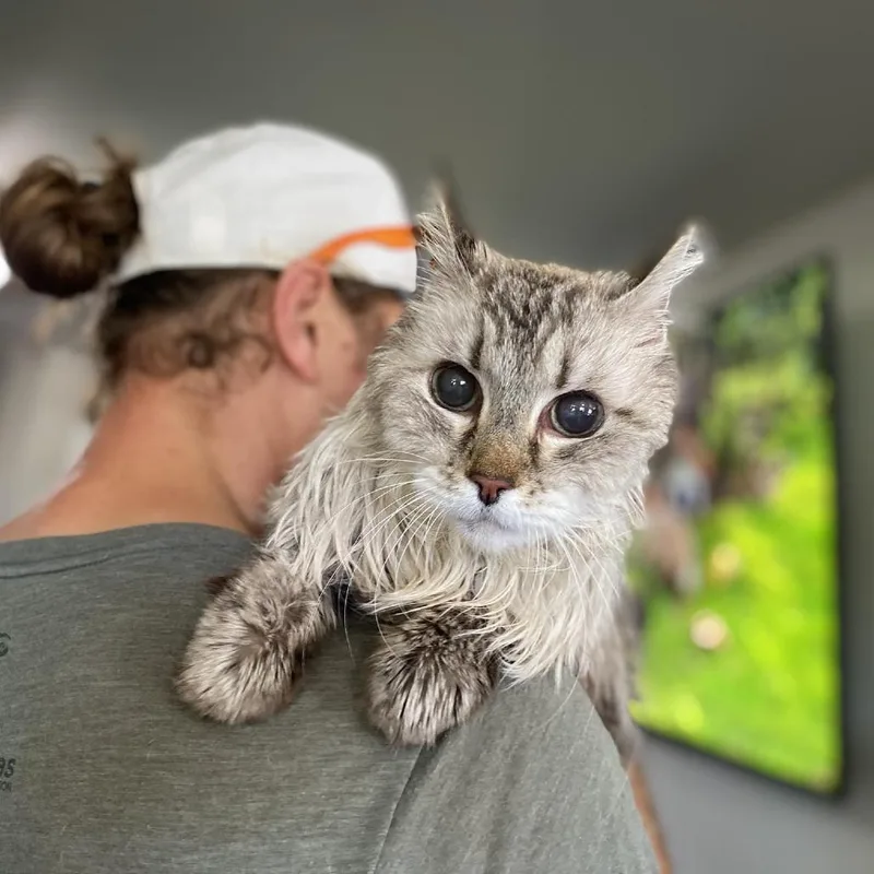 A senior medium-sized male Gray / Blue / Silver Domestic Short Hair cat named Hamilton for adoption in Ramona, CA