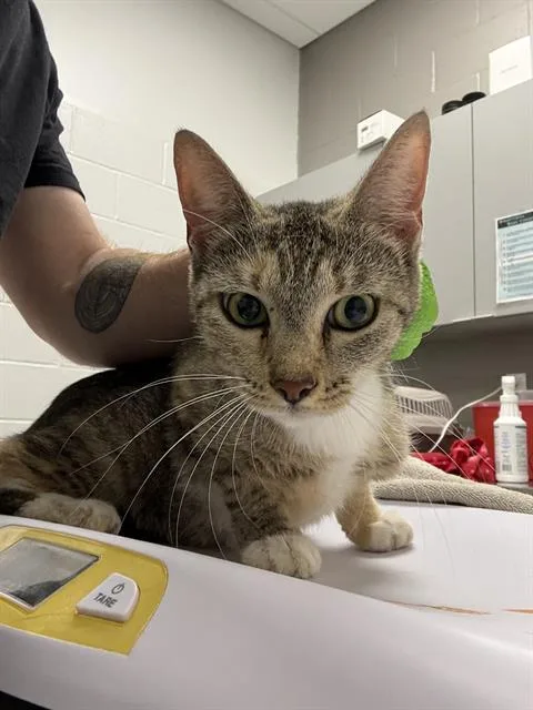 An adult small-sized female Domestic Short Hair cat named Leaf for adoption in Indianapolis, IN