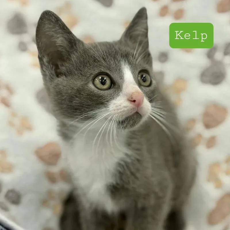 A young medium-sized male Gray & White Domestic Short Hair cat named Kelp for adoption in miami, FL