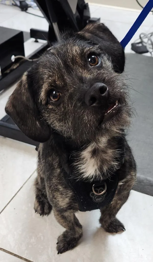 A young small-sized male Wirehaired Terrier dog named Lakota for adoption in Walnutport, PA