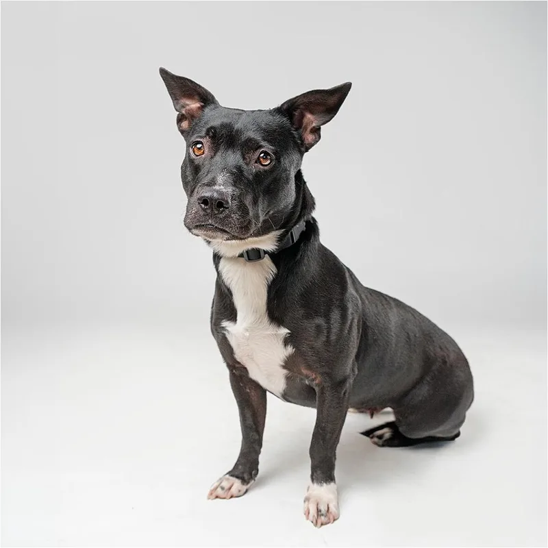 An adult medium-sized female Black Mixed Breed dog named Elsie for adoption in Palm Springs, CA