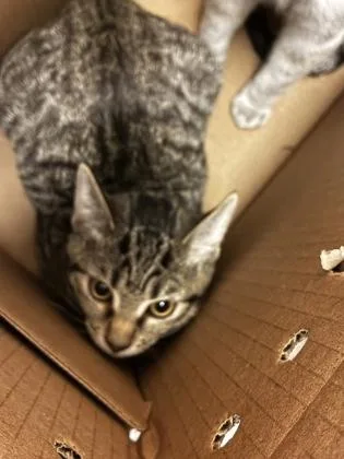 A baby medium-sized female Domestic Short Hair cat named Blossom for adoption in Wichita, KS