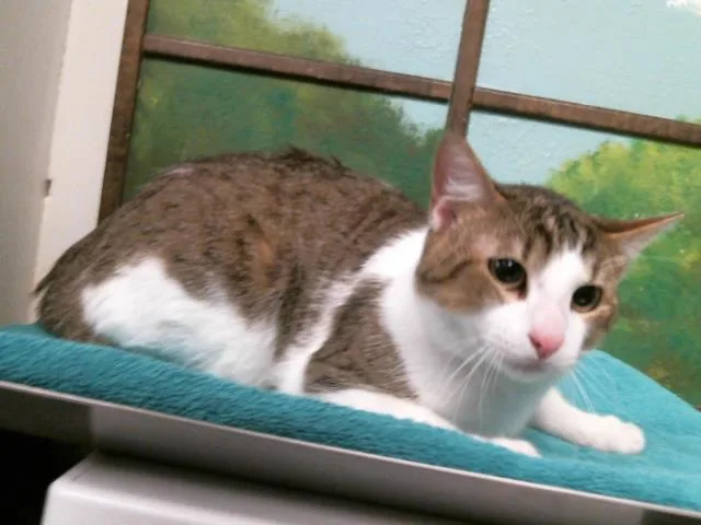 A young medium-sized male Domestic Short Hair cat named John for adoption in Houston, TX
