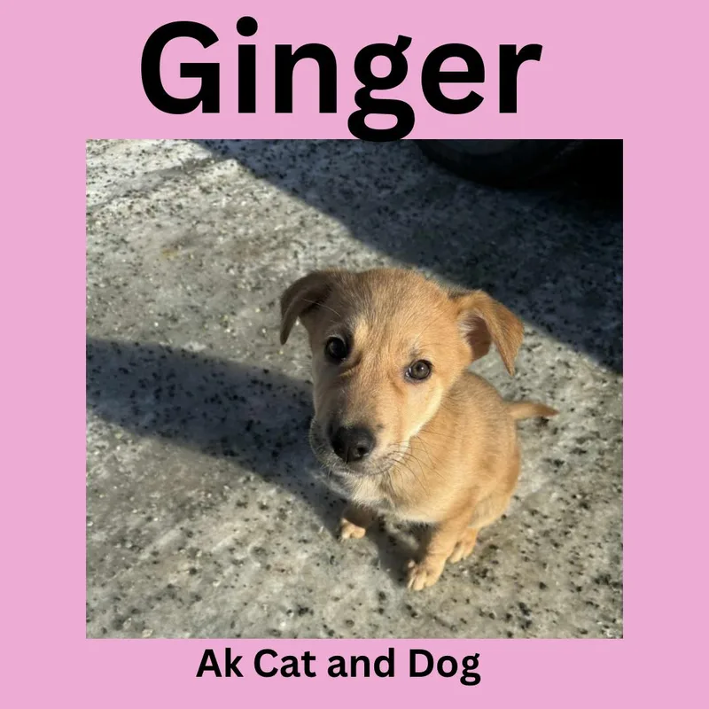 Ginger