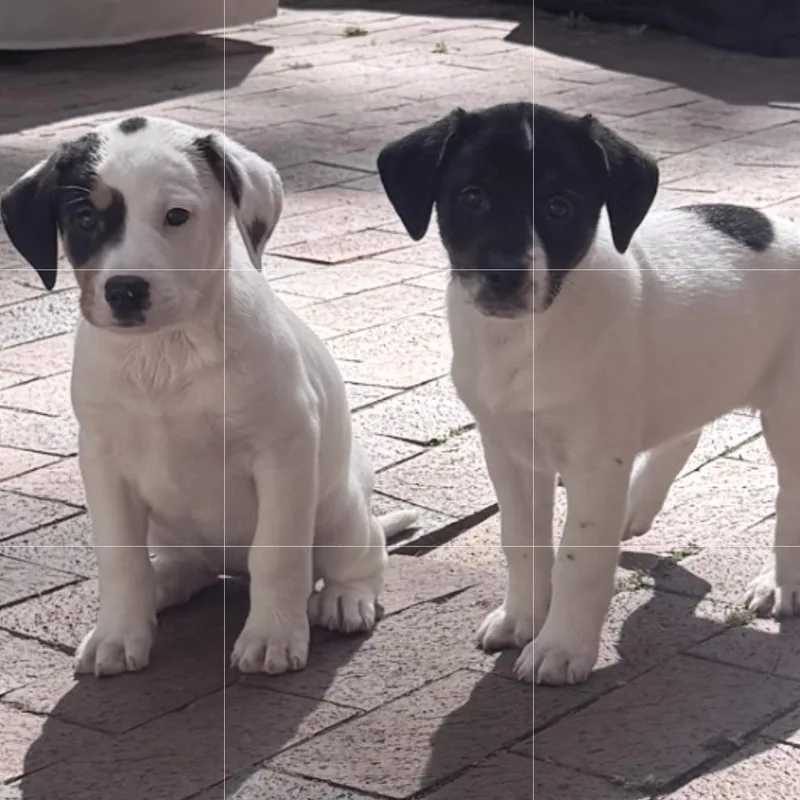 A baby medium-sized female White / Cream Basset Hound dog named Sally for adoption in Summerfield, NC