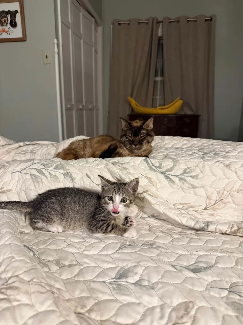 A baby medium-sized female Tabby (Tiger Striped) Domestic Short Hair cat named Willow for adoption in Gregory, TX