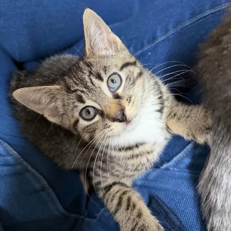 A baby small-sized male Brown / Chocolate Domestic Short Hair cat named Rafe for adoption in Woodbury, NJ