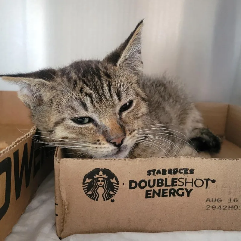 A young medium-sized male Brown / Chocolate Domestic Short Hair cat named Piero for adoption in Westminster, CA