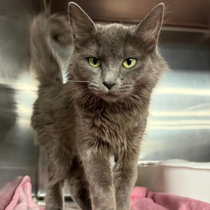 A young medium-sized female Gray / Blue / Silver Domestic Medium Hair cat named Maron for adoption in Spokane, WA