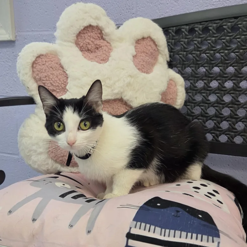 A young medium-sized female Black & White / Tuxedo Domestic Short Hair cat named Espresso for adoption in Bardstown, KY