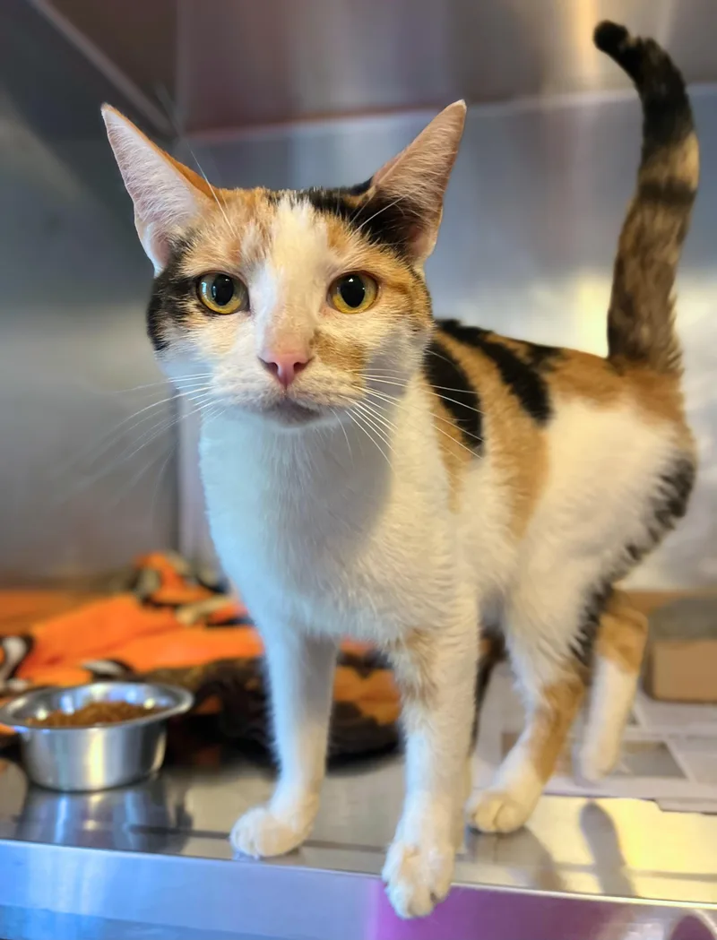 An adult medium-sized female Calico Domestic Short Hair cat named Betty for adoption in Seville, OH