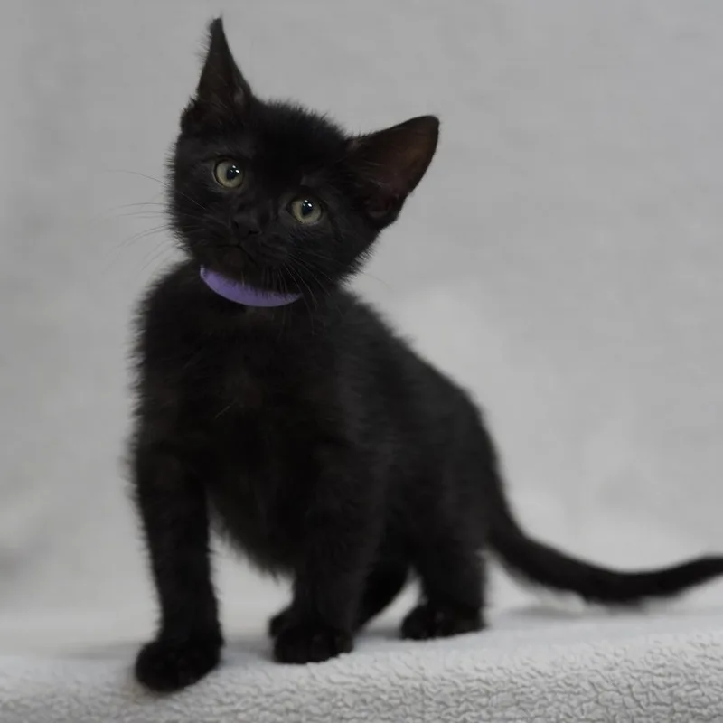 A baby small-sized male Black Domestic Short Hair cat named Tito for adoption in Sunnyvale, CA