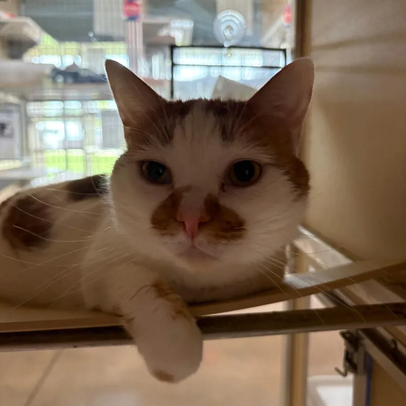 An adult large-sized male Orange / Red Domestic Short Hair cat named Linus for adoption in Leander, TX