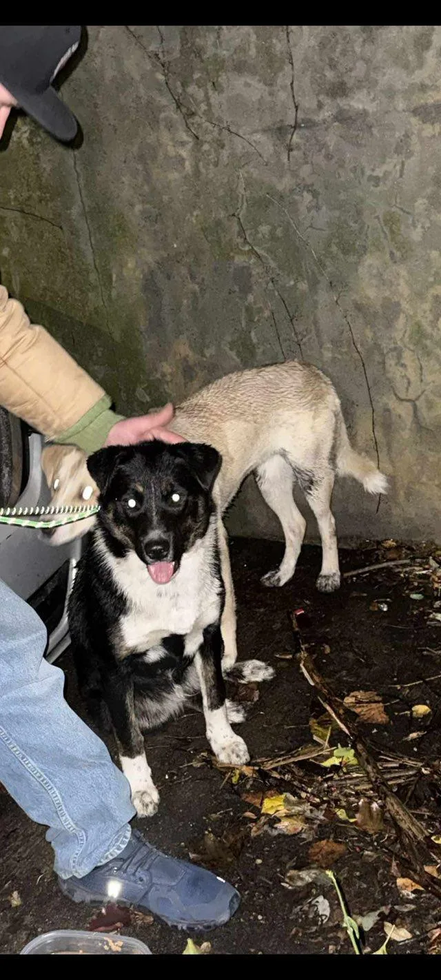 Laverne And Shirley Bonded thumbnail 4