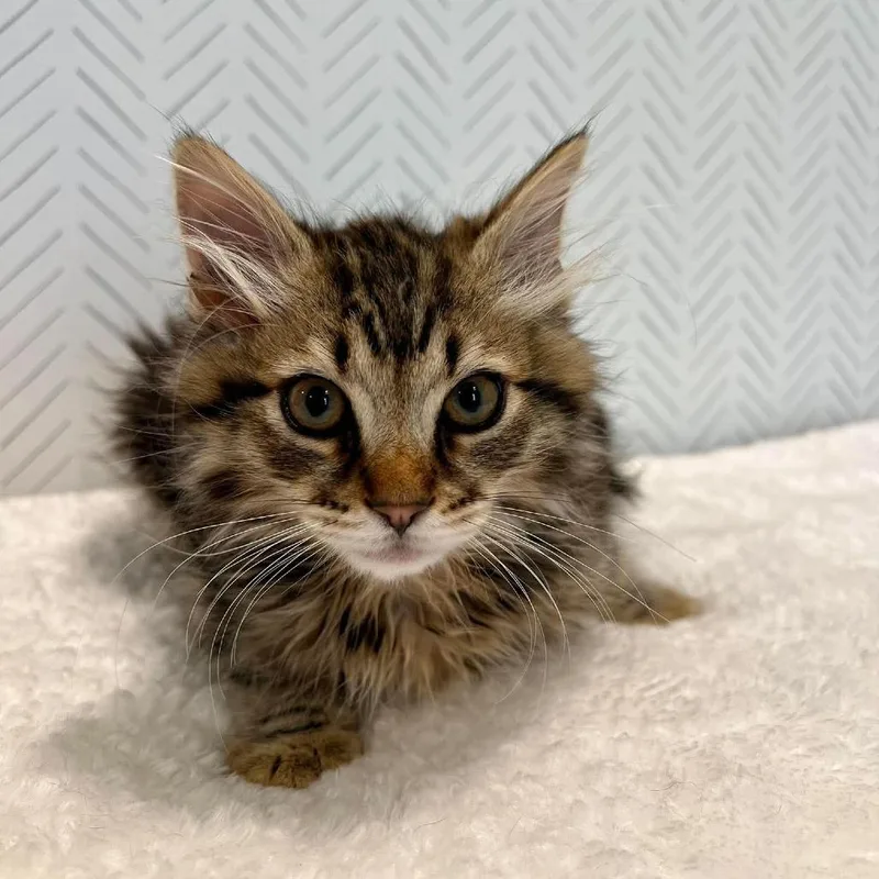 A baby small-sized male Brown / Chocolate Domestic Long Hair cat named Romeo Harris for adoption in Eagle Mountain, UT