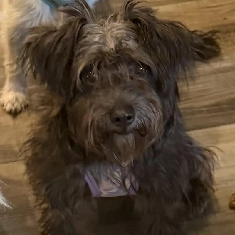 A young small-sized female Black Terrier dog named Karisma for adoption in Las Vegas, NV