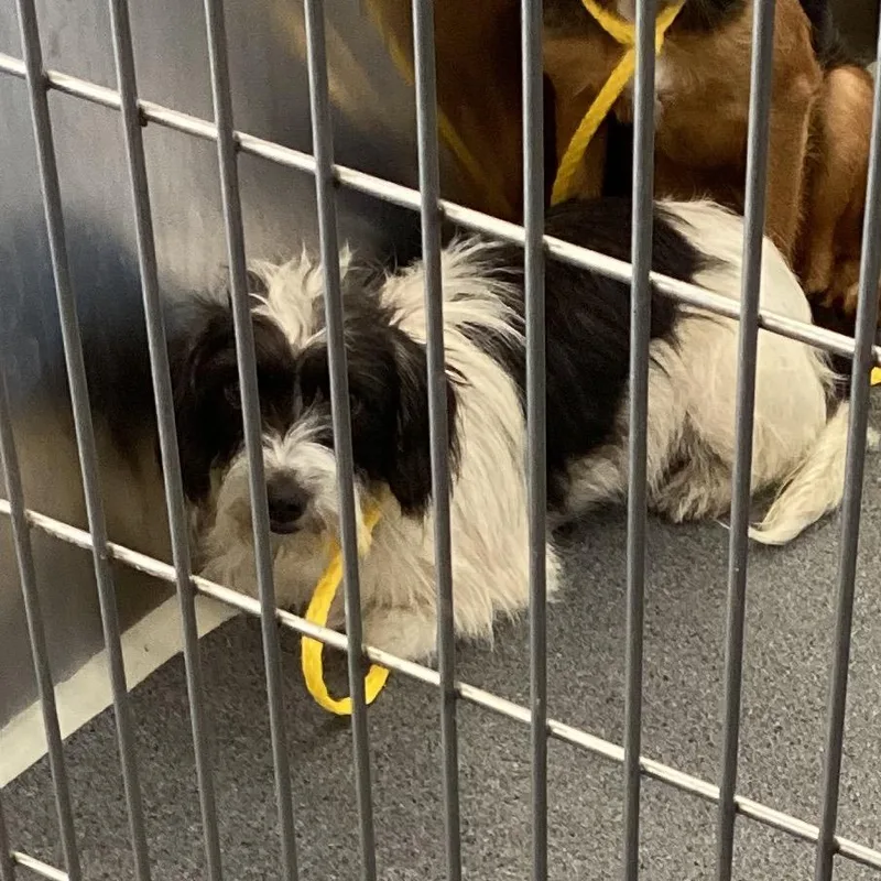 An adult small-sized female White / Cream Mixed Breed dog named Carly for adoption in Montgomery, AL