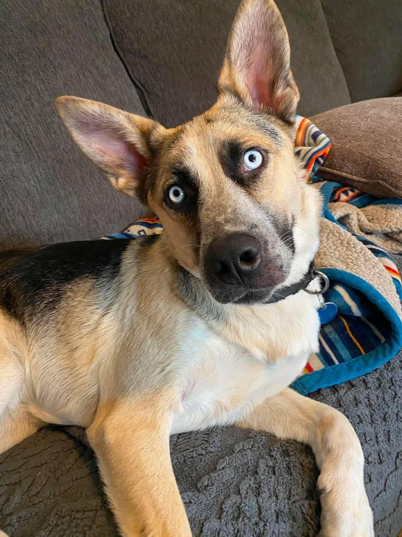 A young medium-sized male Mixed Breed dog named Frodo for adoption in Sioux Falls, SD