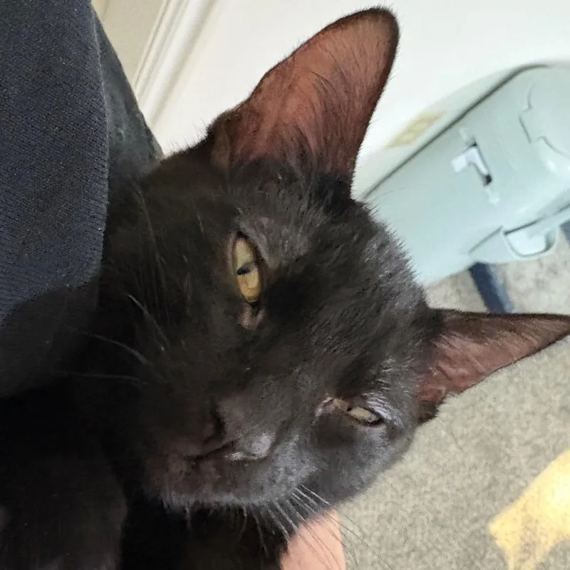 A baby small-sized male Black Domestic Short Hair cat named Nitro for adoption in Layton, UT