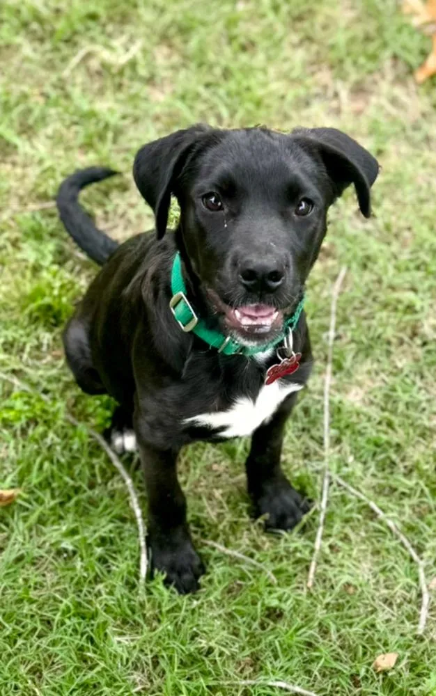 A baby medium-sized male Black Labrador Retriever dog named Beau Rey for adoption in Boston, MA