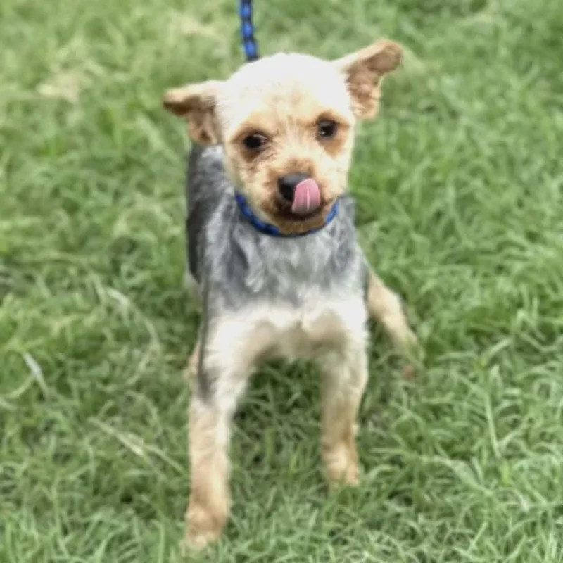 A young small-sized male Bicolor Yorkshire Terrier dog named Davey for adoption in Williston, VT