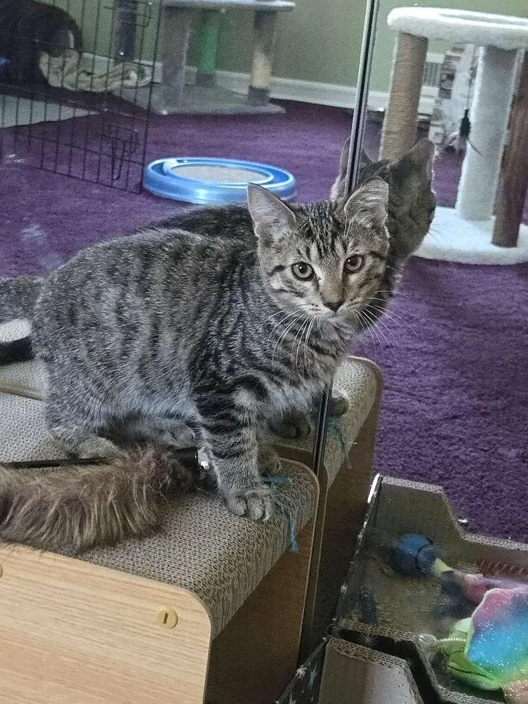 Leo