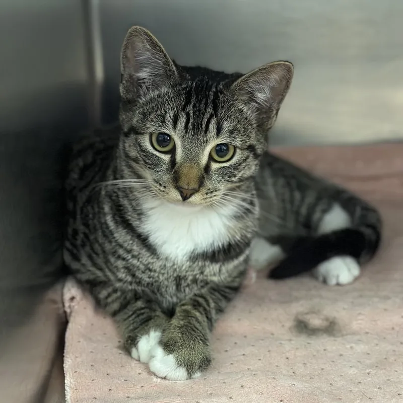 A young medium-sized male Gray / Blue / Silver Domestic Short Hair cat named Bean for adoption in Fort Smith, AR