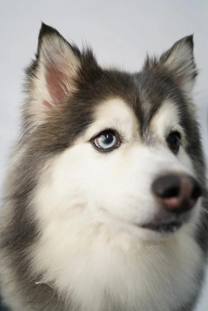 A senior medium-sized female Husky dog named Zoey for adoption in Chattanooga, TN