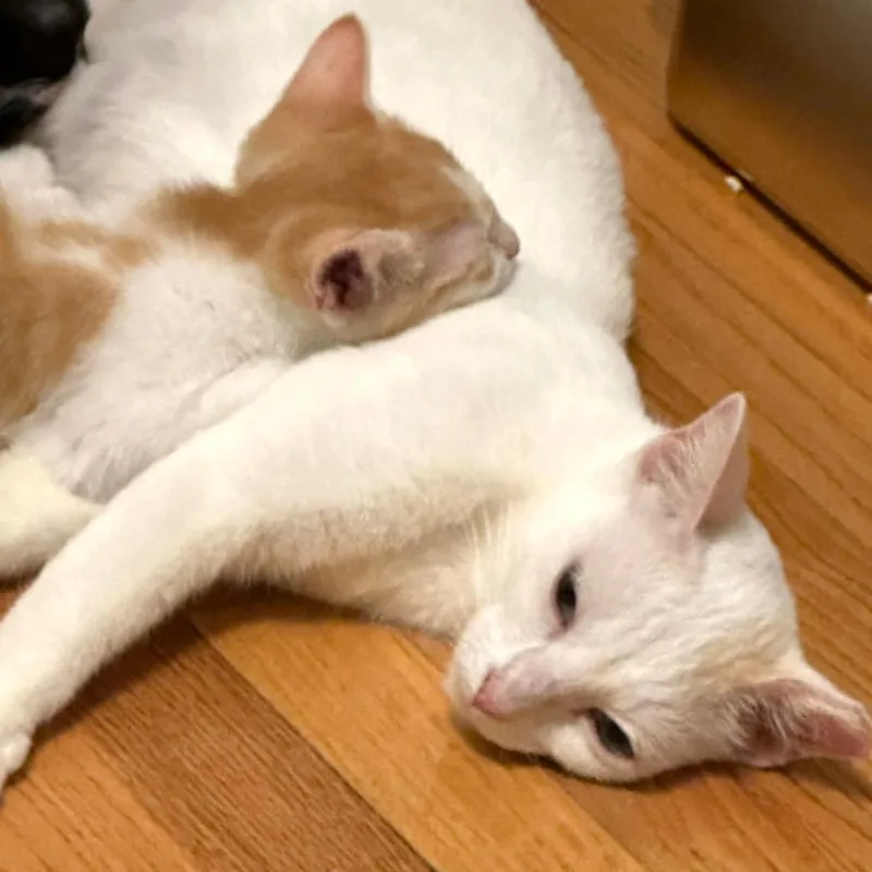 An adult medium-sized female Calico Domestic Short Hair cat named Marshmallow for adoption in Houston, TX