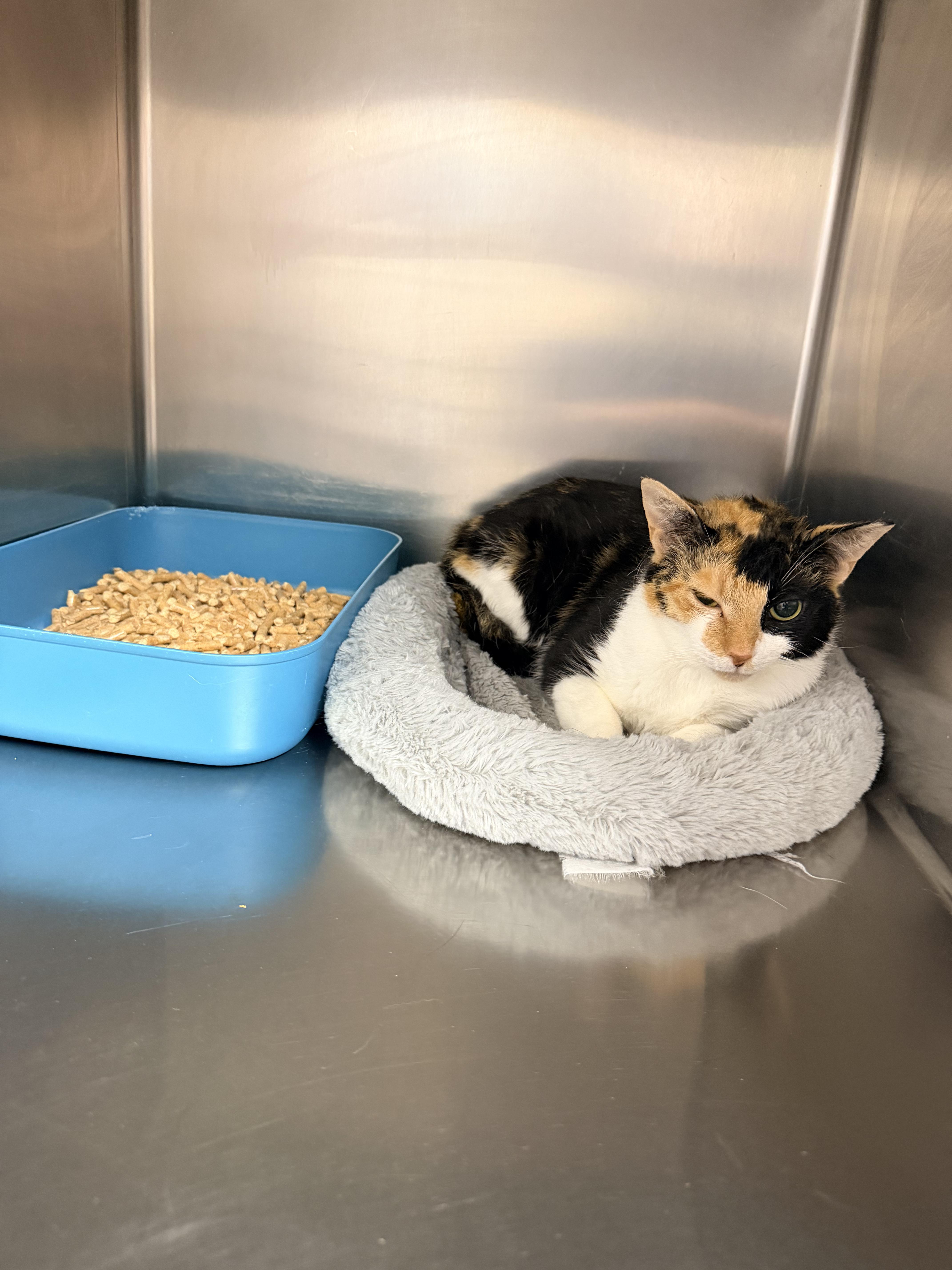A young small-sized female Calico Domestic Short Hair cat named Callie for adoption in Petersburg, VA