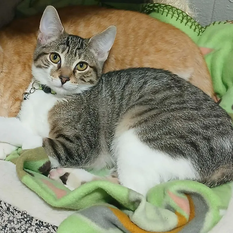 Nutter Butter thumbnail 2