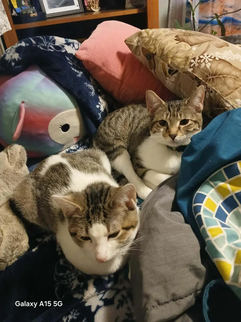 Nutter Butter thumbnail 3