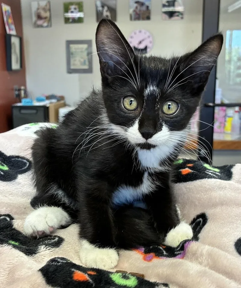 A young medium-sized male Black & White / Tuxedo Domestic Short Hair cat named Omelet for adoption in Mason City, IA