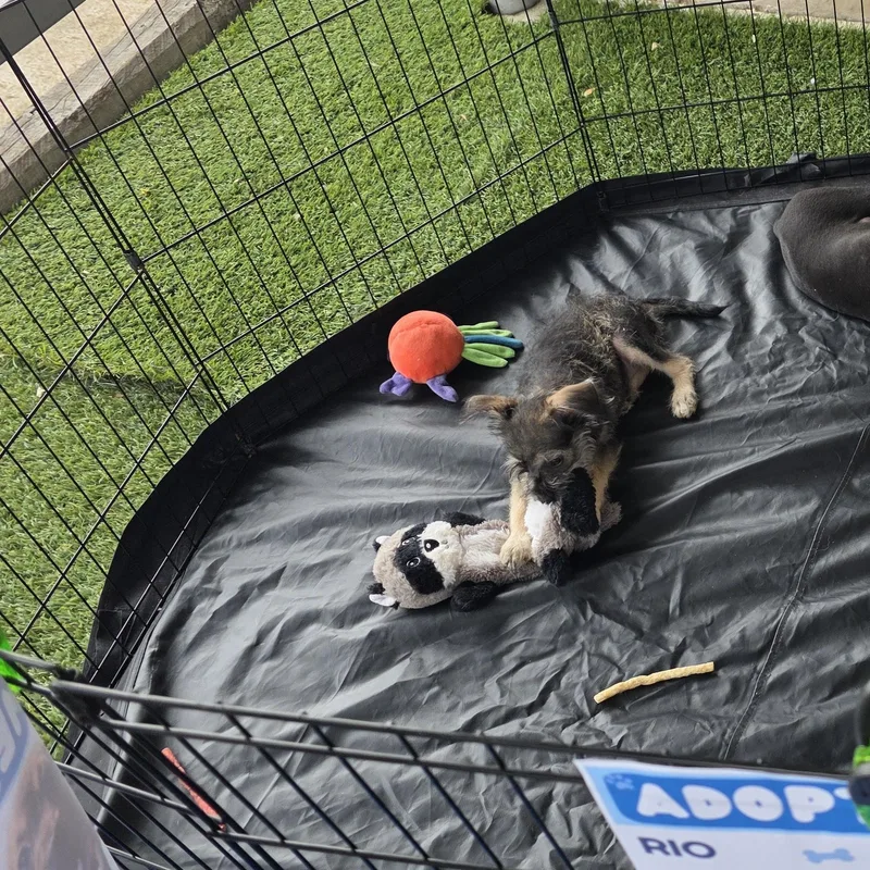A baby small-sized female Tricolor (Brown, Black, & White) Chihuahua dog named Lyric for adoption in Dallas, TX