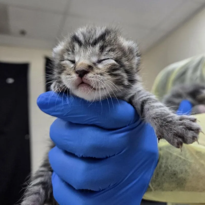 A baby small-sized female Brown / Chocolate Domestic Medium Hair cat named Acrylic for adoption in Incline Village, NV