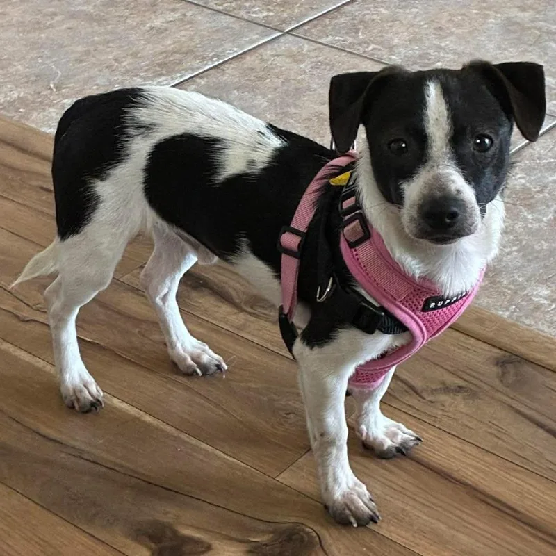 Bubble Gum thumbnail 3