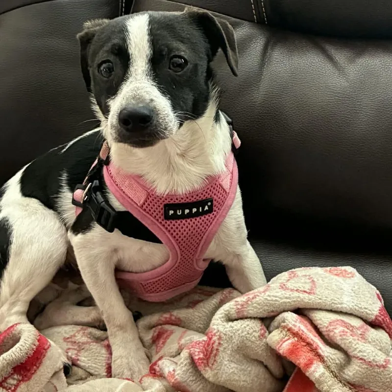 Bubble Gum thumbnail 4