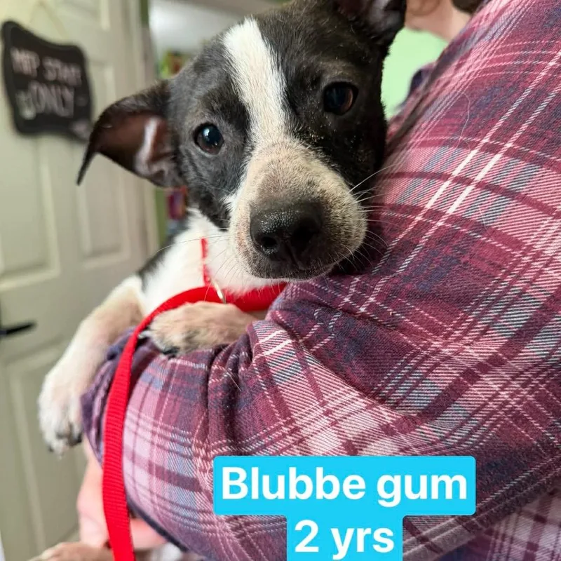 Bubble Gum thumbnail 5