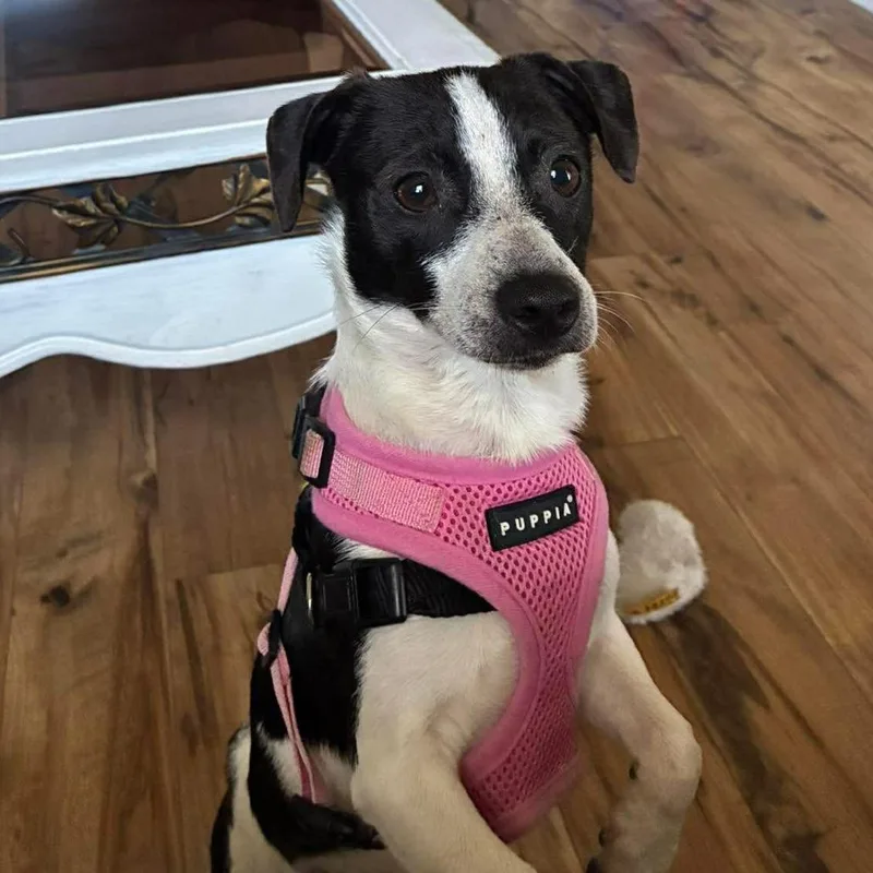 Bubble Gum thumbnail 6