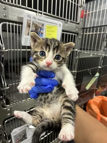 A baby small-sized male Domestic Short Hair cat named Ash for adoption in San Martin, CA