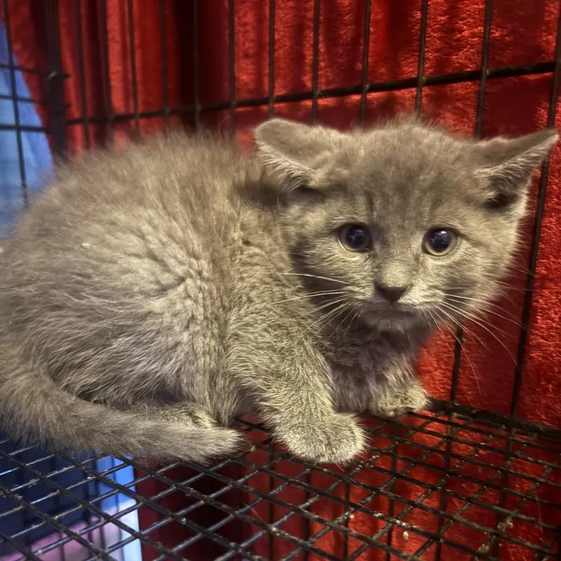 A baby small-sized male Gray / Blue / Silver Domestic Short Hair cat named Asher for adoption in Johnstown, PA