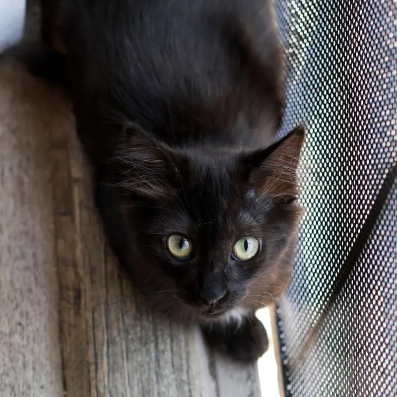 A young small-sized female Black Domestic Short Hair cat named Mariah for adoption in Los Angeles, CA