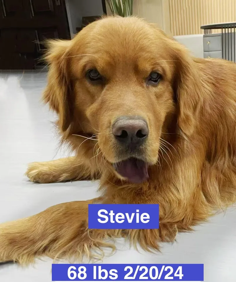 Stevie thumbnail 3