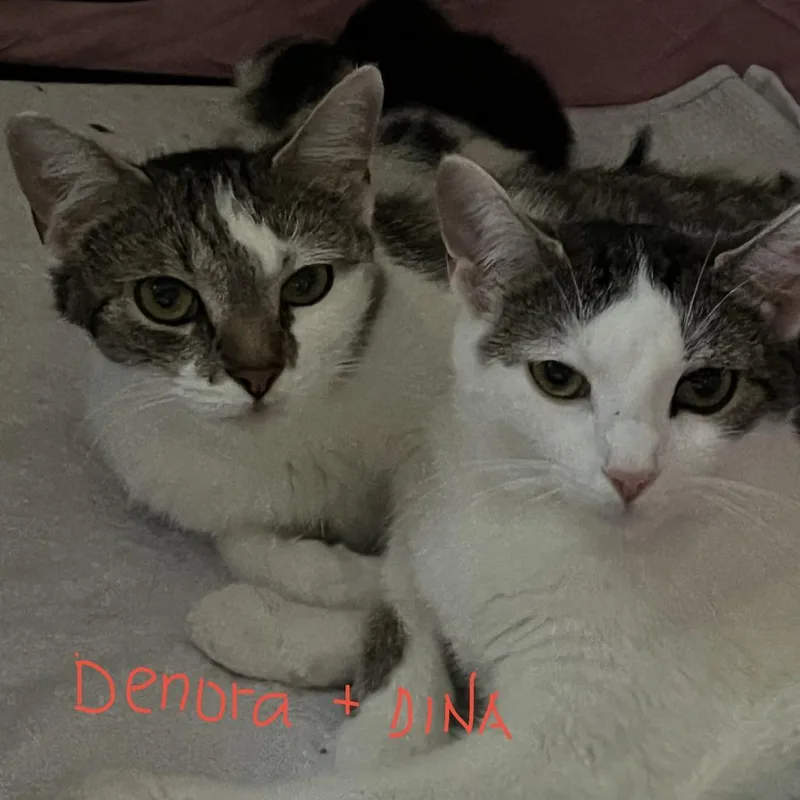 Denora