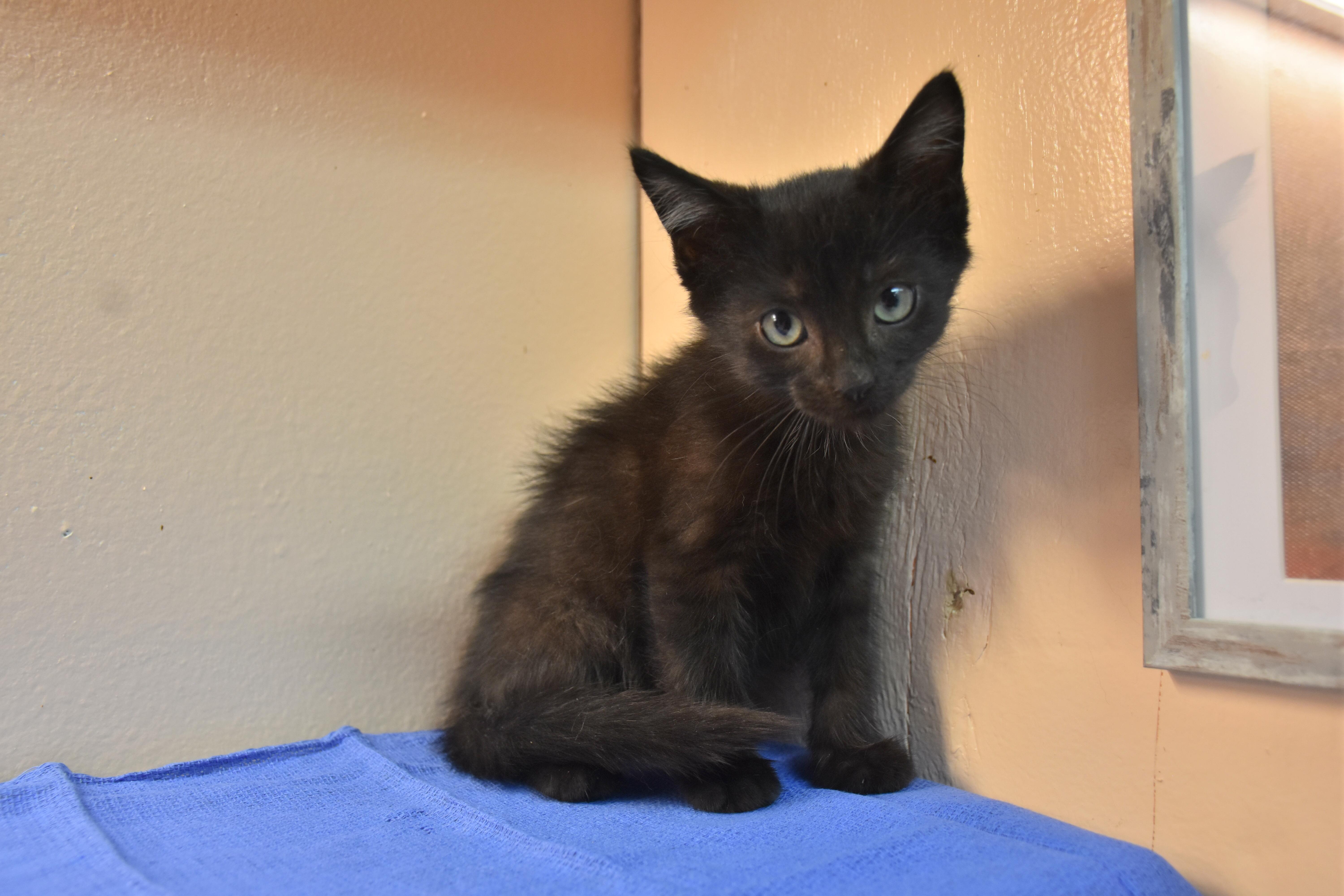 A baby small-sized male Black Domestic Short Hair cat named Jim for adoption in North Judson, IN