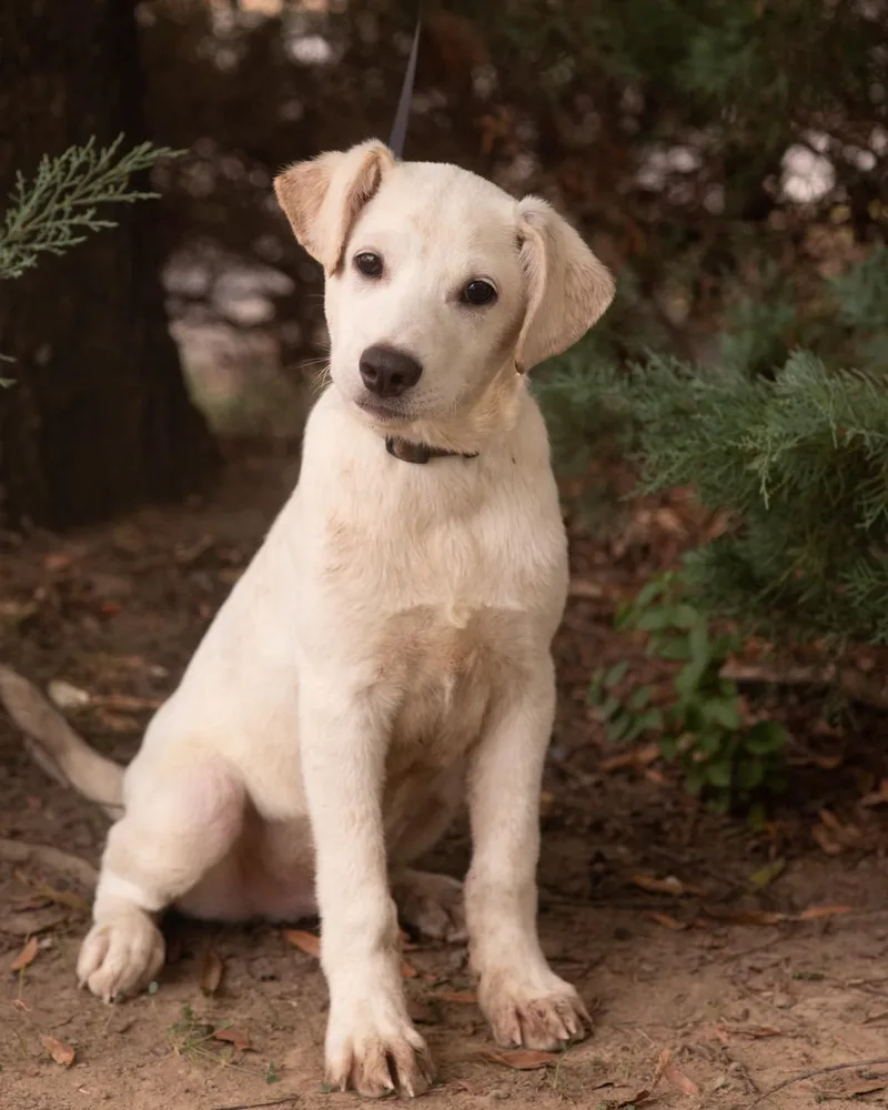A baby medium-sized male Labrador Retriever dog named Dean for adoption in Southaven, MS
