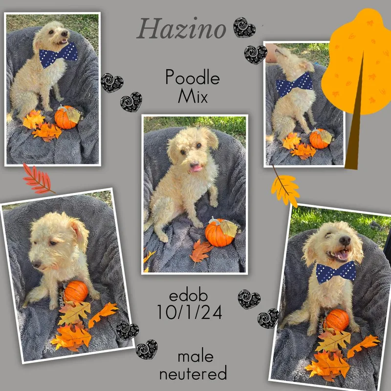 Hazino WVT thumbnail 3