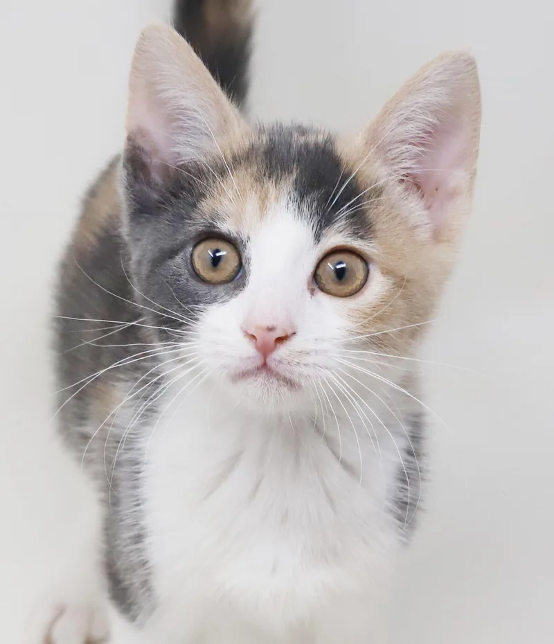 Tulip is a teeny thumbnail 4