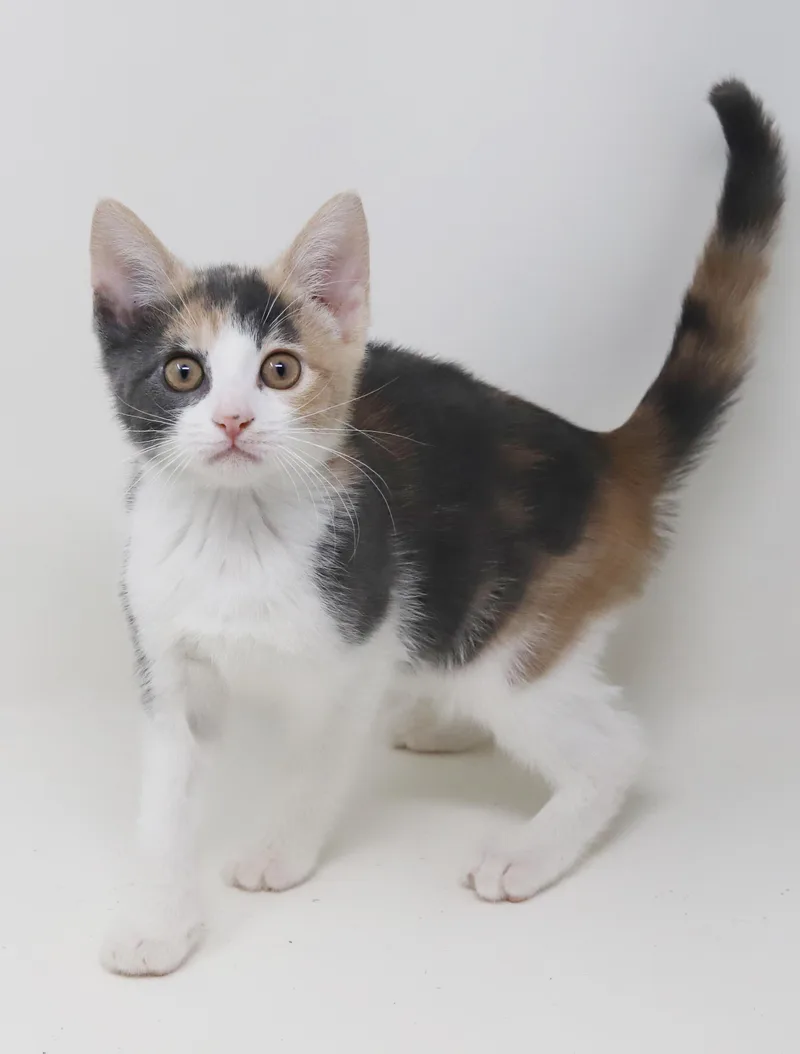 Tulip is a teeny thumbnail 5